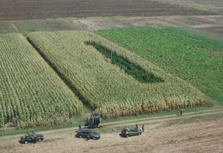 piantagione marijuana terracina 49868254