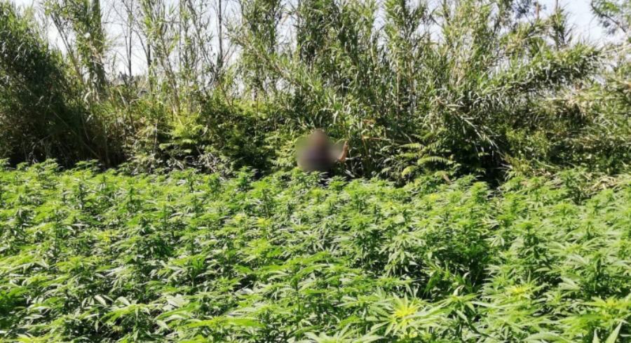 Vasta piantagione di canapa scoperta dai carabinieri, avrebbe fruttato 8 milioni di euro 51 piantagione marijuana vibo