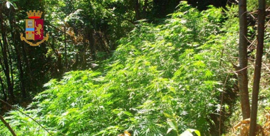 piantagione rossano marijuana 1