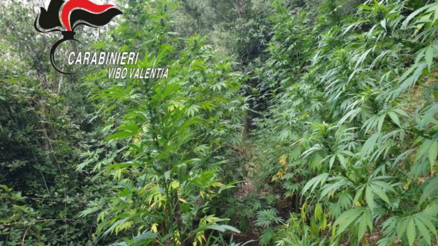 piantagione vibo fabrizia nardodipace