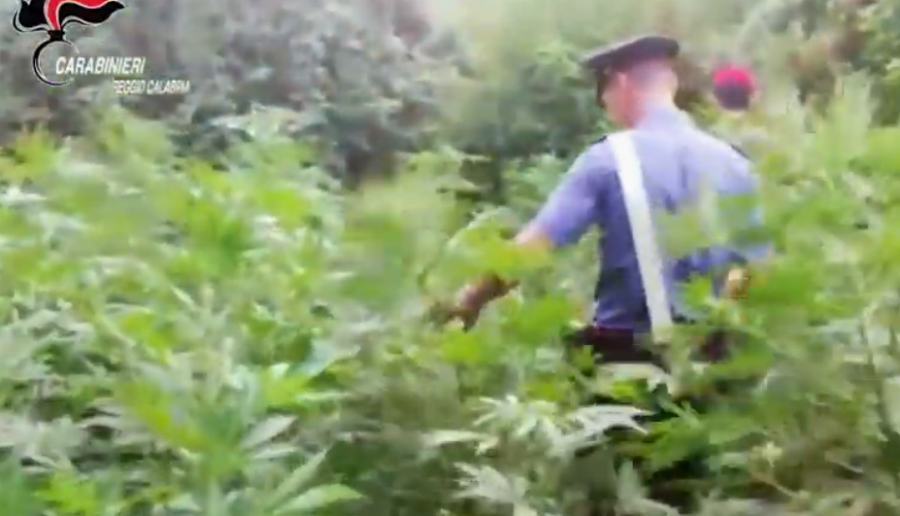 Scoperte due piantagioni di marijuana, 4 arresti. Una era in un giardino 51 piantagioni carabinieri