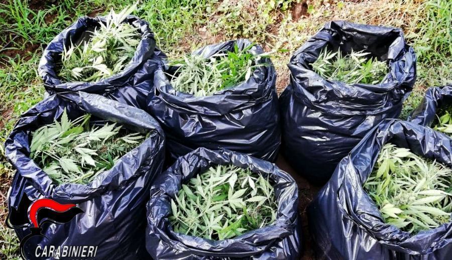 Piantagione di marijuana e animali uccisi per nascondere l'odore, 4 condanne 51 piantagioni