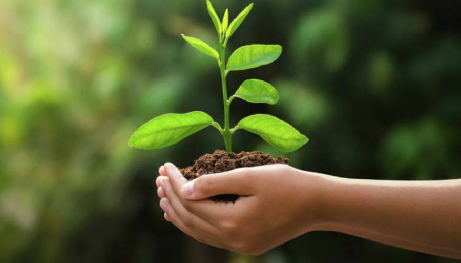 A San Giovanni in Fiore al via il progetto #Skifortree 51 piantare alberi 1