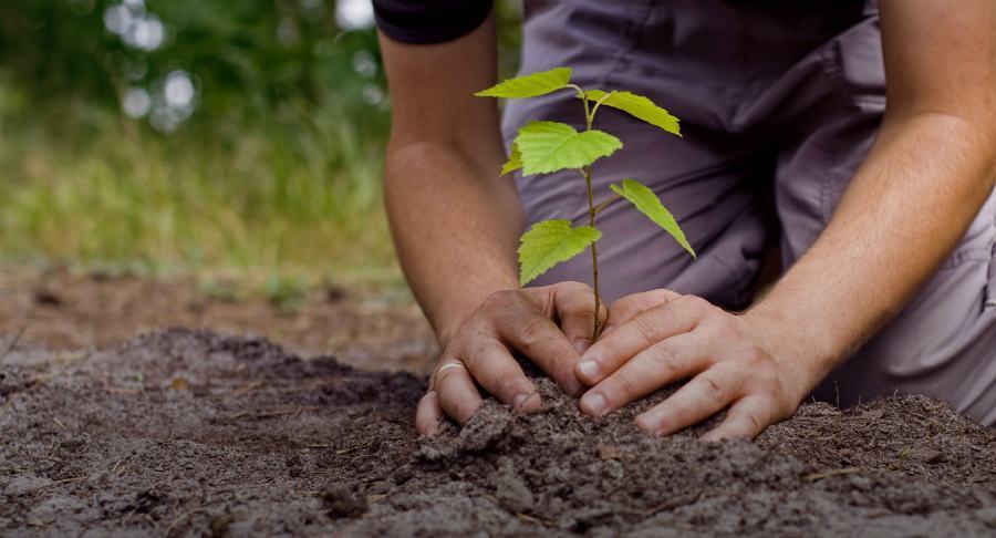 piantare un albero