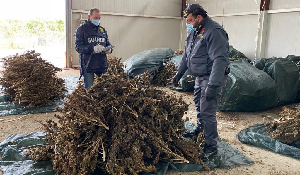 Cassano Ionio, sequestrate 3.400 piante di canapa in un'azienda agricola 2 piante canapa castrovillari finanza 1