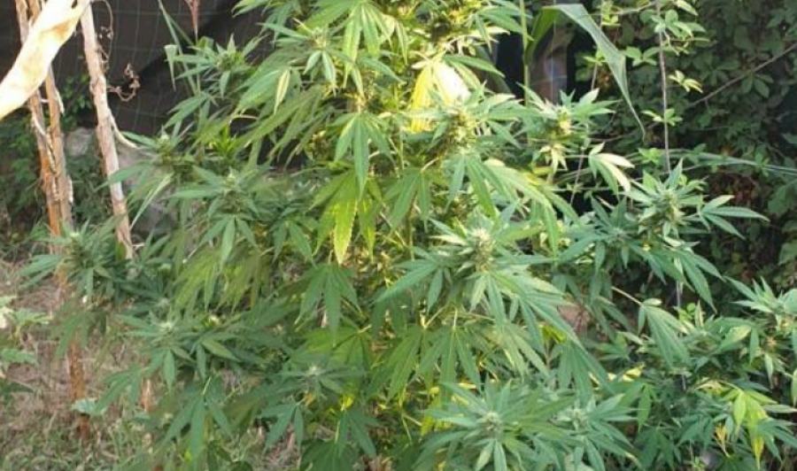 Piante di marijuana e cinque detonatori, due arresti 51 piante marijuana 2