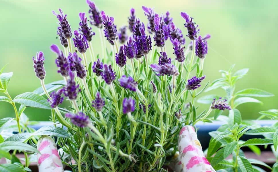 Profumo di mamma, a Cosenza l’iniziativa della Fondazione il Cuore in una Goccia 1 piantina lavanda