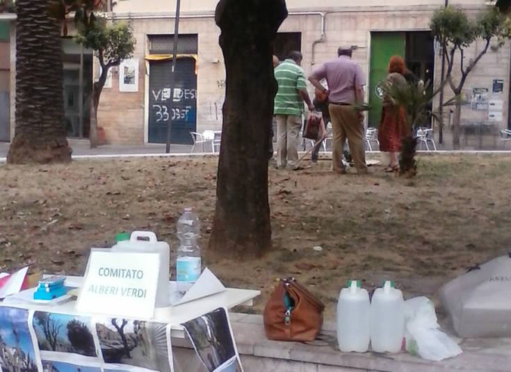 piantumazione acero 1