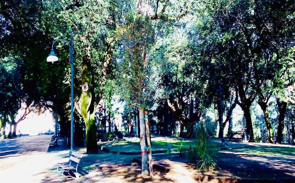 piantumazione alberi nella villa vecchia 2
