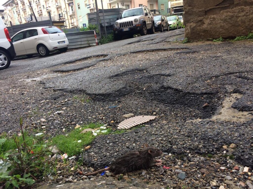 LA SEGNALAZIONE - Degrado nei pressi di piazza Bilotti, residenti esasperati (FOTO E VIDEO) 2 piazza bilotti 12