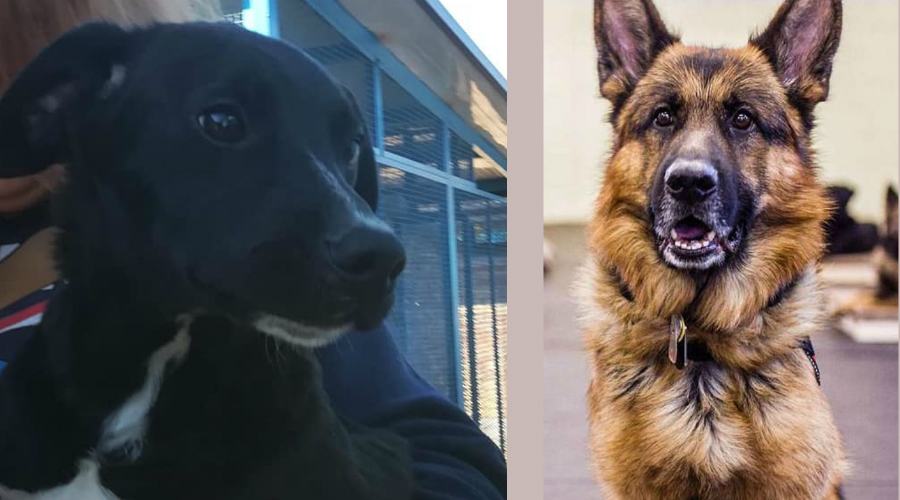 piccolo sutter e Atlas