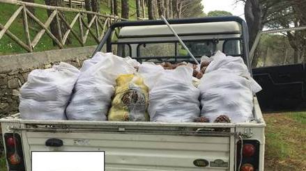 pigne sequestro aspromonte