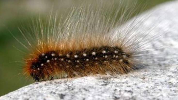 processionaria cosenza