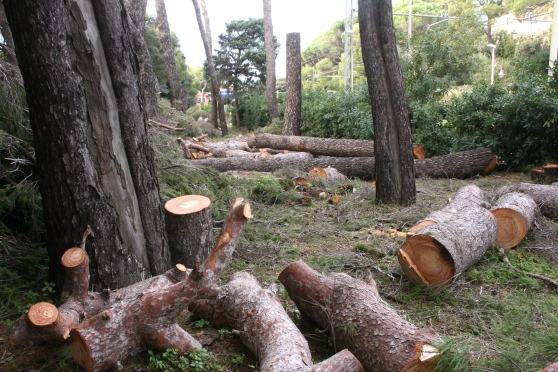 Imprenditore del cosentino sorpreso a tagliare pini piantati per rimboschimento 191 pini luzzi