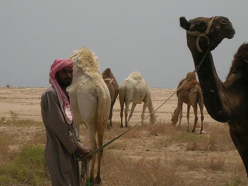 pipi cammello tumori