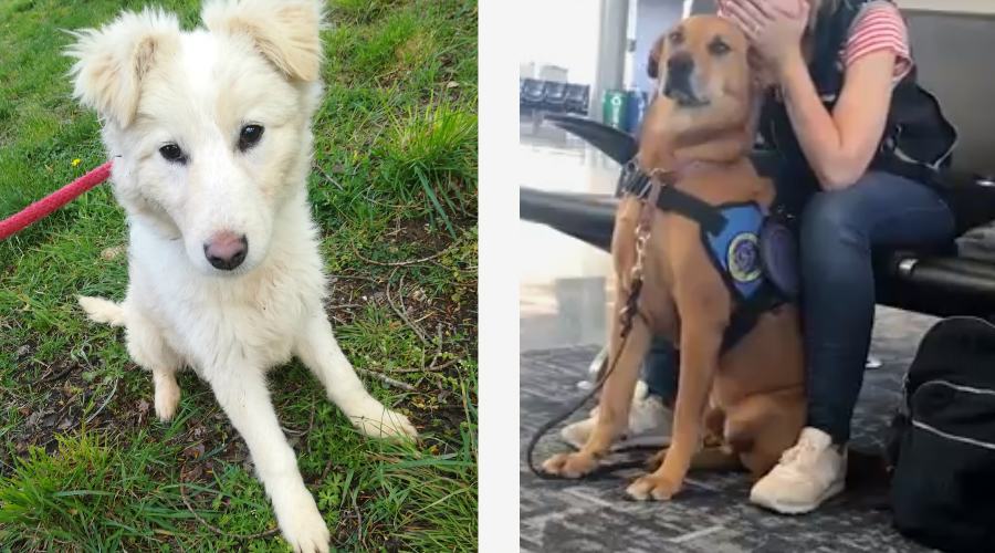 pippi e cane attacchi panico