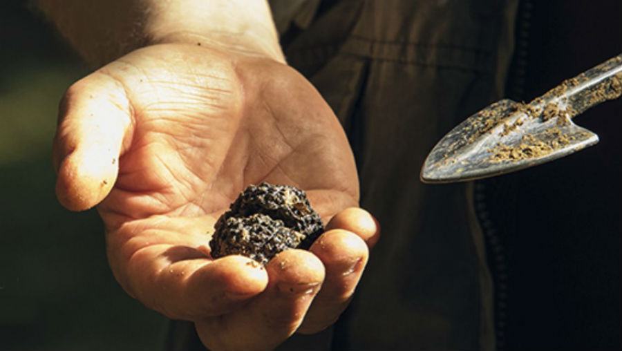 pirro tartufo estivo calabria pollino pasta expo castrovillari