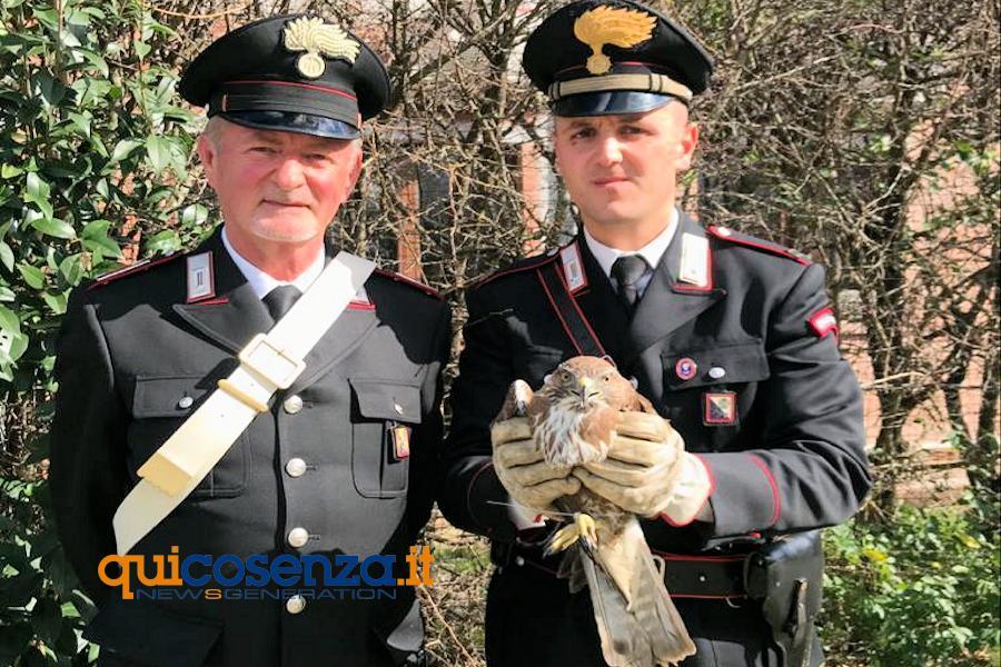 Poiana Ferita Ad Un Ala Stata Salvata Dai Carabinieri A Guardia Piemontese Quicosenza