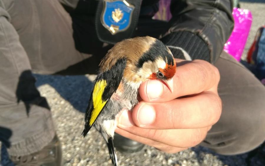 polizia provinciale cosenza cardellino bracconaggio
