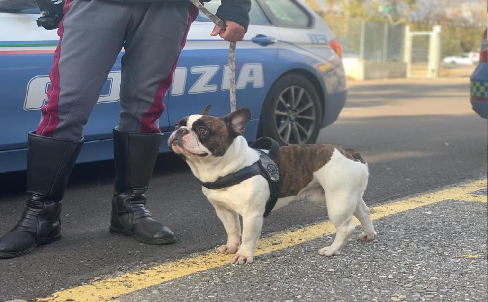 Spavento a Cosenza, famiglia con cane si cappotta con l'auto sulla A2 51 polizia ritrova il cagnolino perso