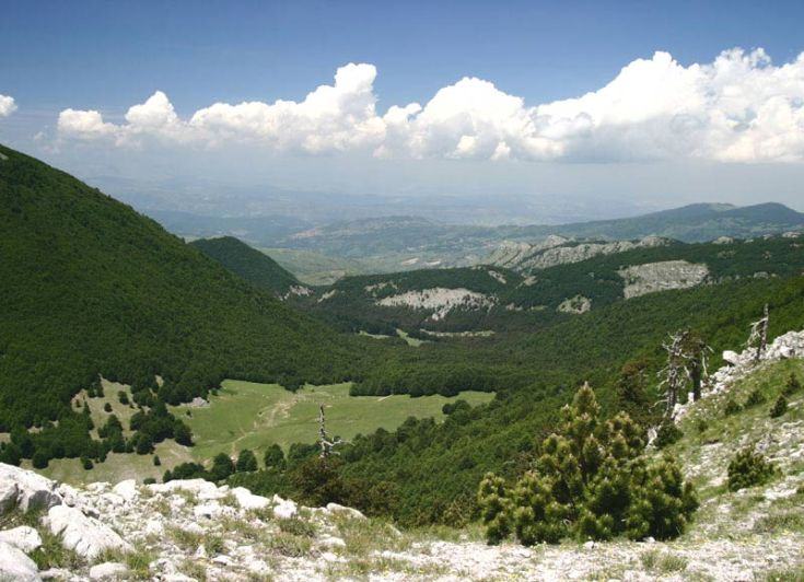 pollino