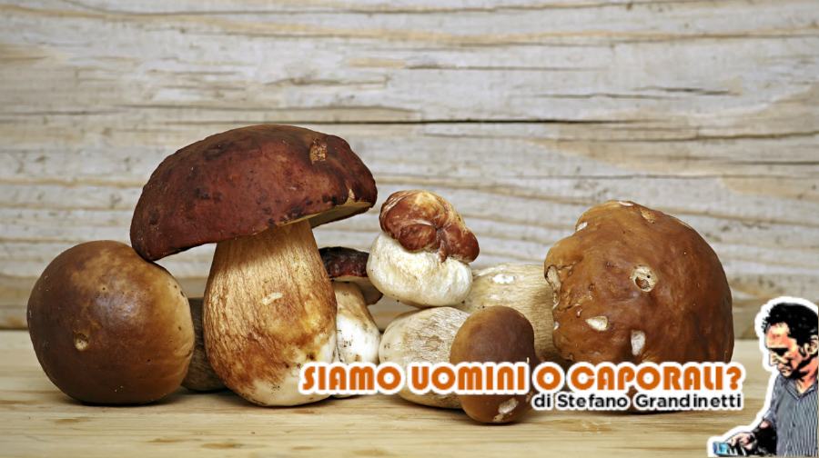 porcini grandinetti scura