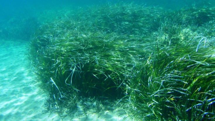 posidonia oceanica