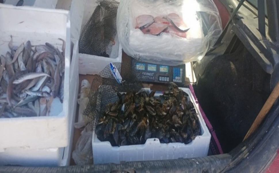Prodotti ittici senza tracciabilità, sequestrati 15 chili di pescato 51 prodotti ittici ambulante sanzionato
