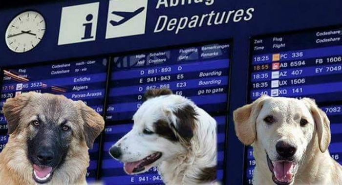 progetto rifugio fata lamezia