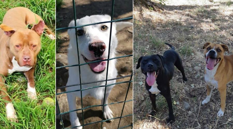 qui la zampa 29 maggio