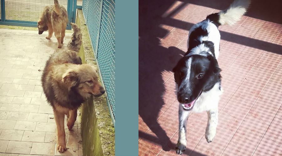 quilazampa 13 aprile