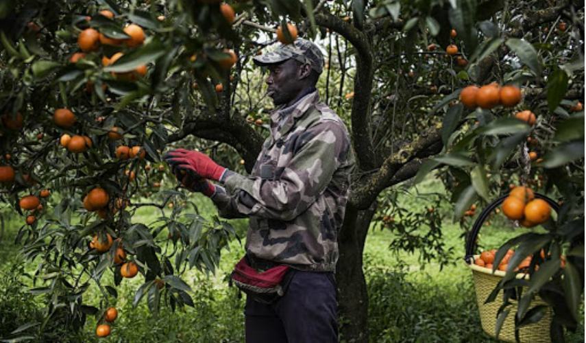 Coldiretti Calabria denuncia: "a rischio l'avvio della stagione agrumicola, manca la manodopera" 51 raccolta frutti