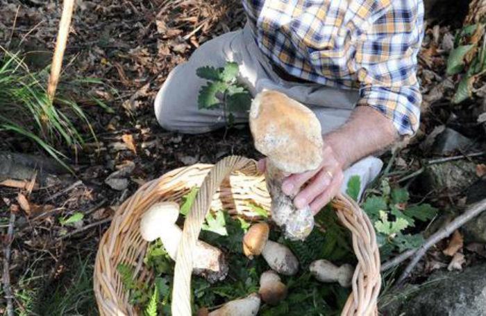 raccolta funghijpg