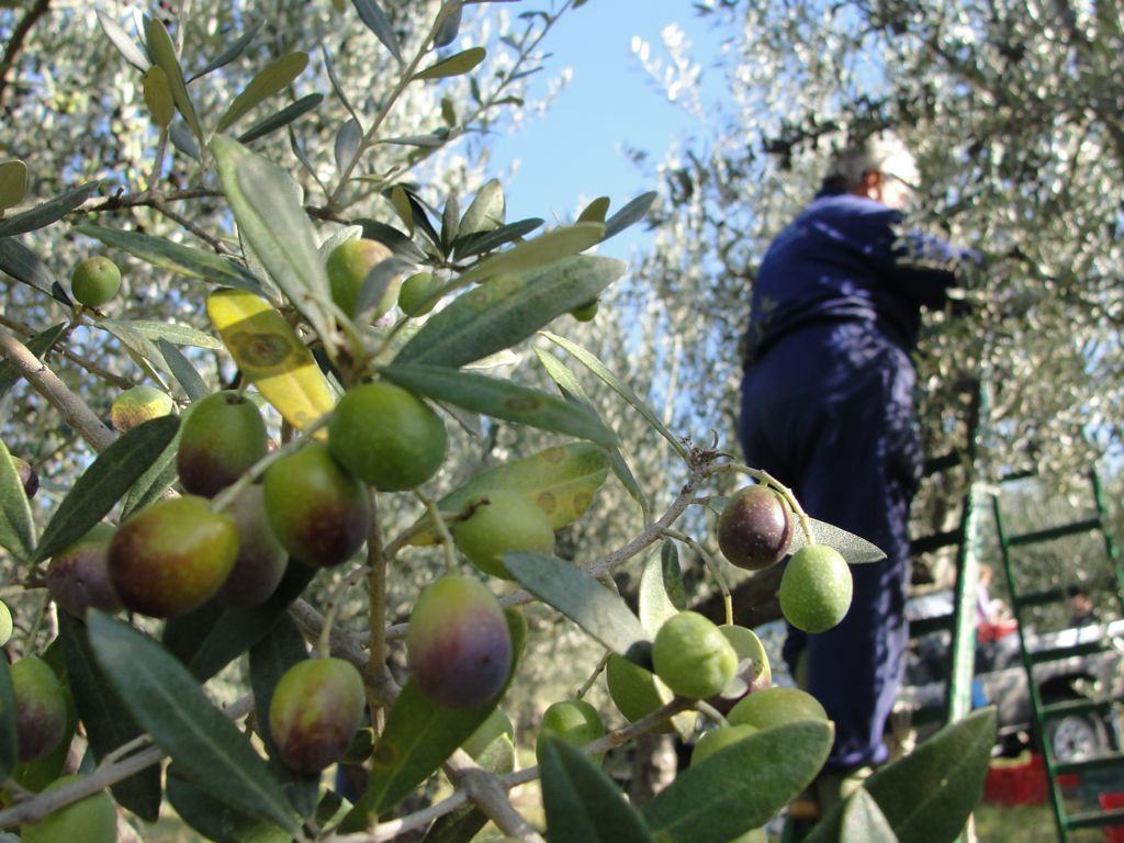 L'olivicoltura al centro delle politiche di sviluppo agricolo calabrese 51 raccolta olive 1 1