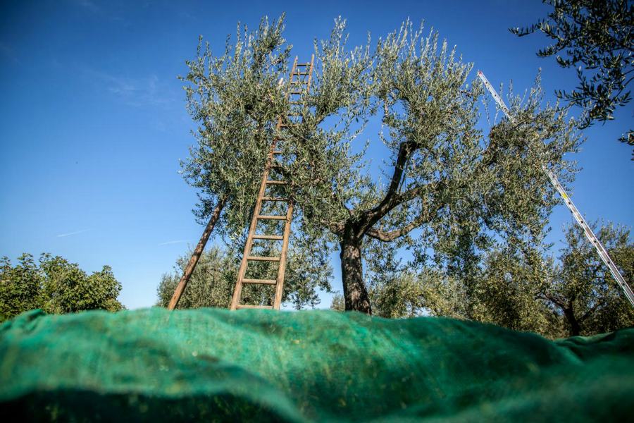 raccolta olive