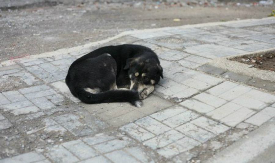 San Fili: cani uccisi o deportati, lettera al sindaco. A scrivere anche Brunori 53 randagismo cane