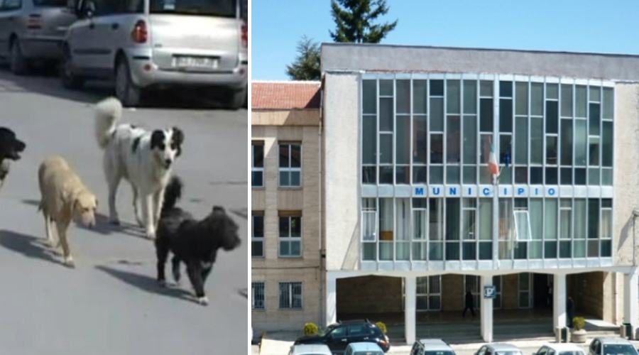 randagismo san giovanni in fiore