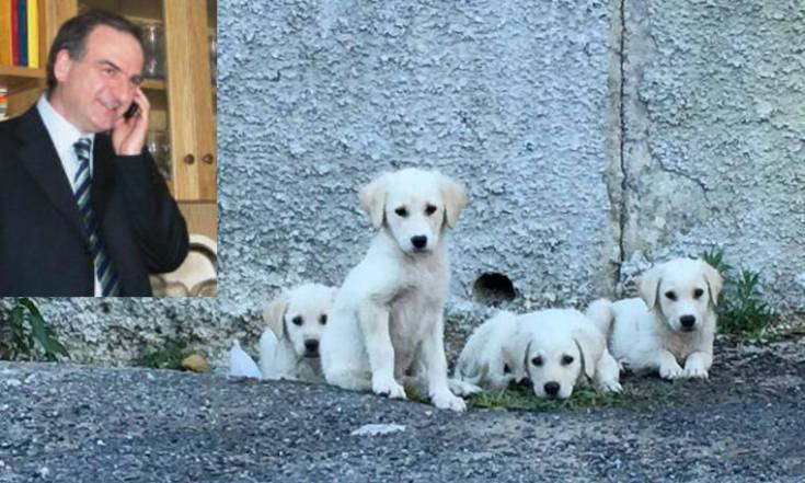 randagismo sindaco dipignano