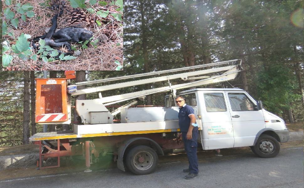 recupero scoiattoli san giovanni in fiore 1