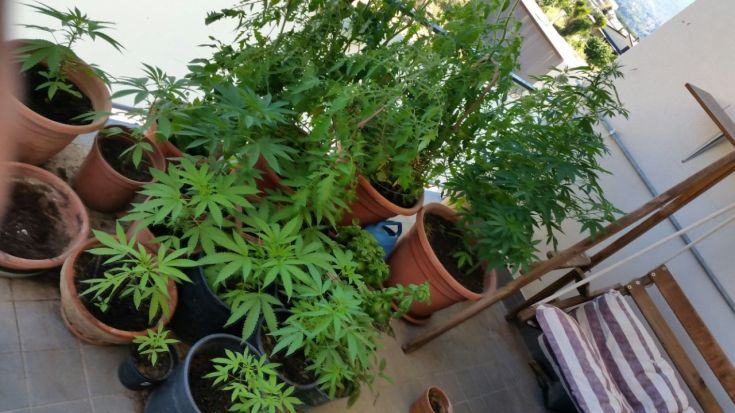 Quarantasettenne rendese denunciato per coltivazione illecita di marijuana 51 rende marijuana