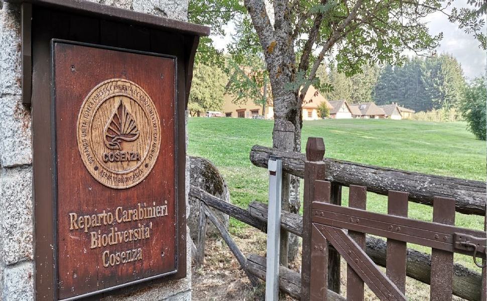 In Sila la 'notte bianca della biodiversità' alla scoperta di animali e riserve naturali 51 reparto biodiversita Cupone Sila 1