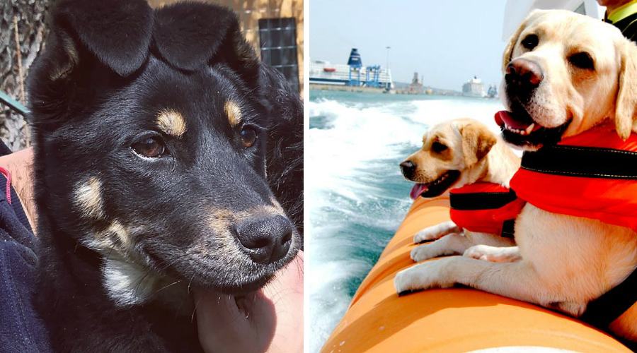 romoletto e cane salvataggio acqua