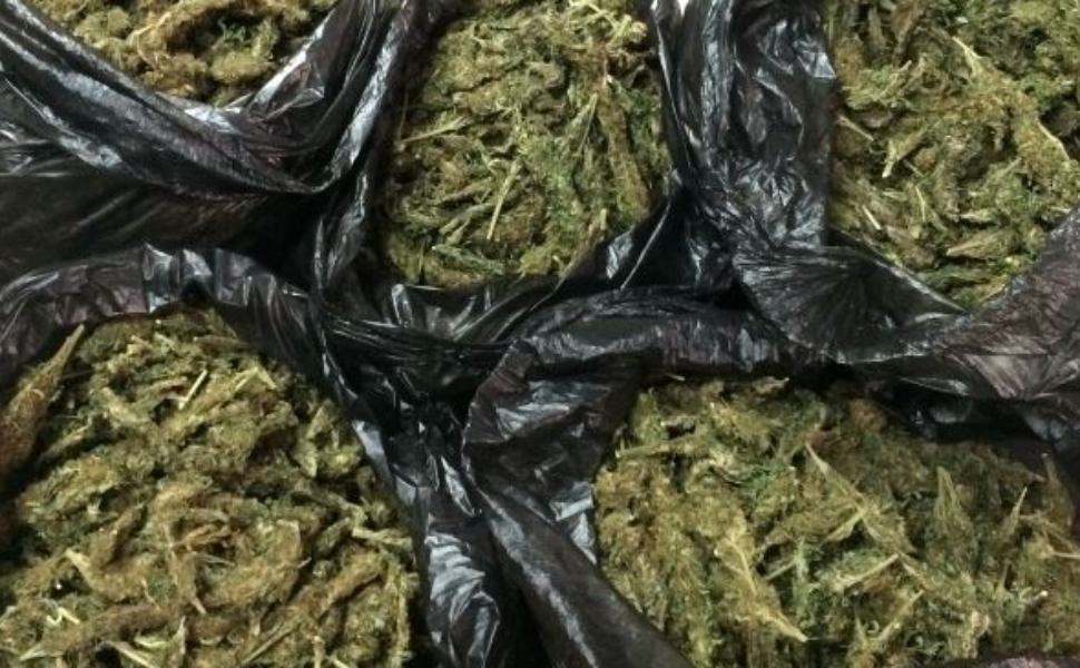 sacchi marijuana 1