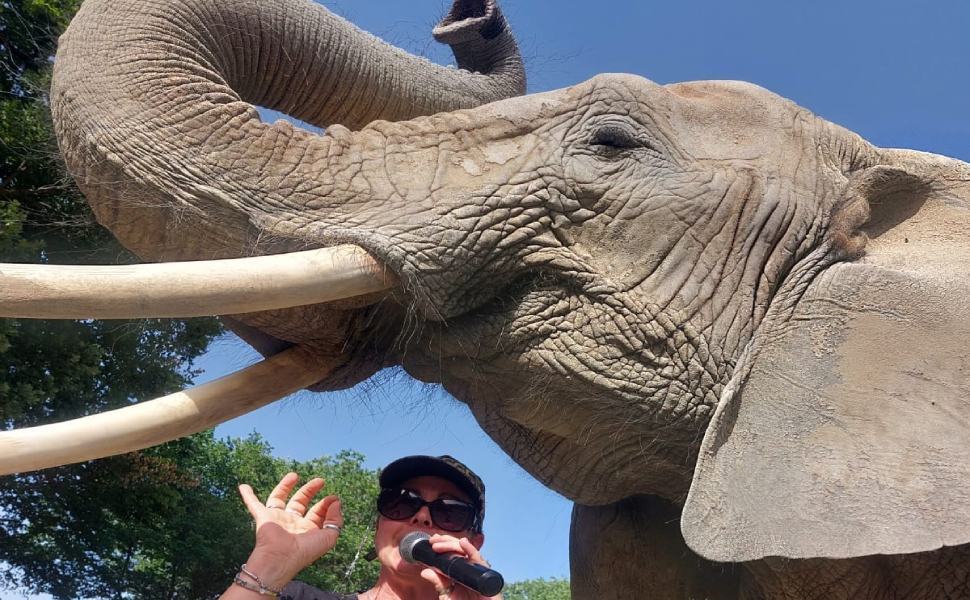 Donna ferita da un elefante: “l'animale sarà trasferito in Germania” 51 safari park elefante