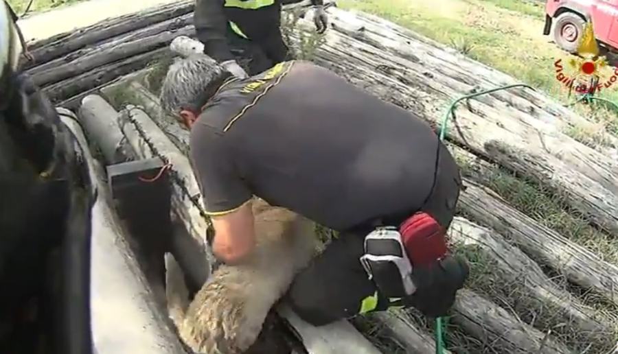 salvataggio cane vigili fuoco