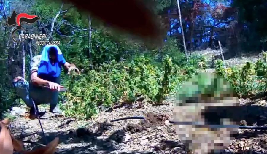 santavenere foto trappole piantagioni arresti 01