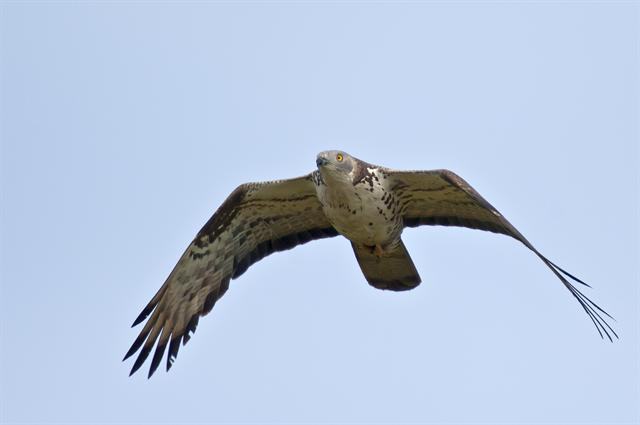 sdl pernis apivorus 00003