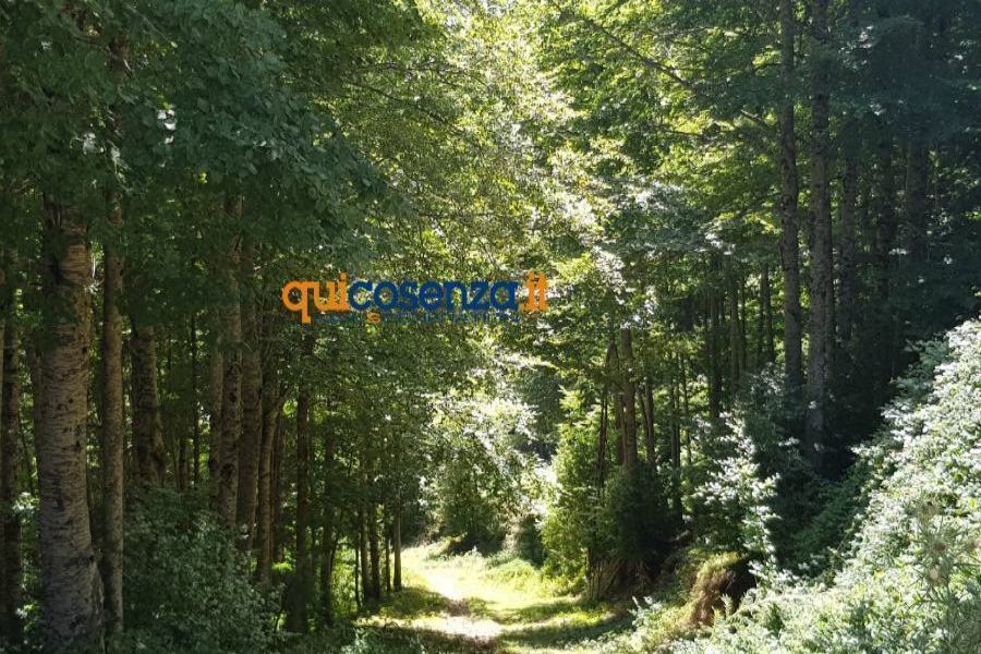 Cosenza, montagnaterapia per le donne operate di tumore al seno 1 sentiero bosco sila 2