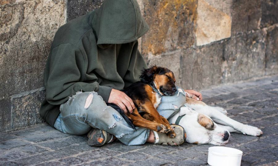 senzatetto e i suoi cani