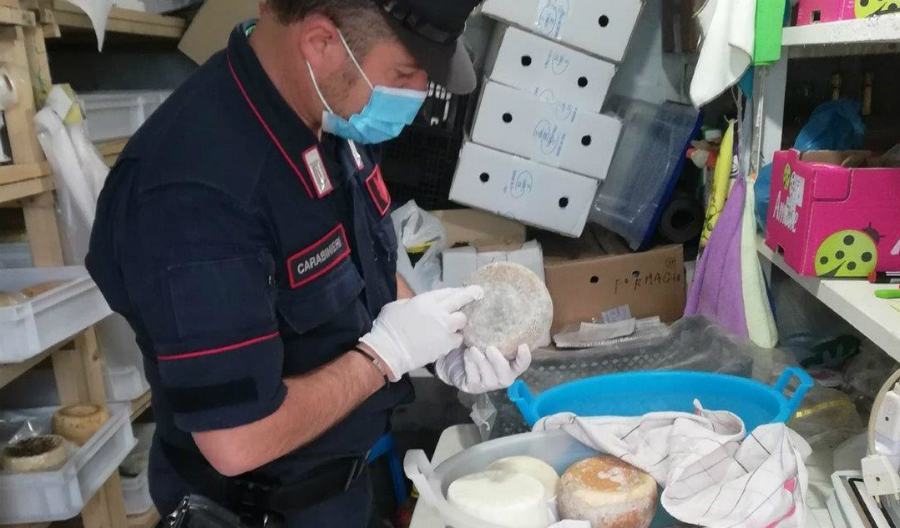 Caseificio artigianale abusivo sequestrato ad Acri 51 sequestro formaggi acri carab forest